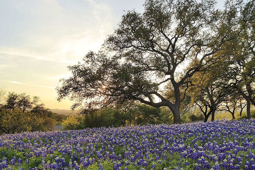 Marble Falls Bluebonnets_150330_5010