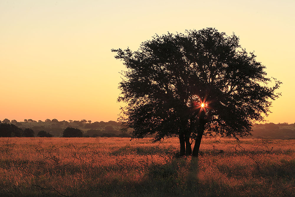 Sunrise Oaks Blanco County_141024_1345